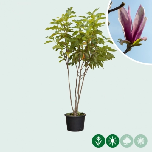 Magnolie 'Spectrum' mehrstämmig