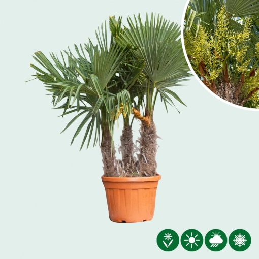 Palme mehrstämmig