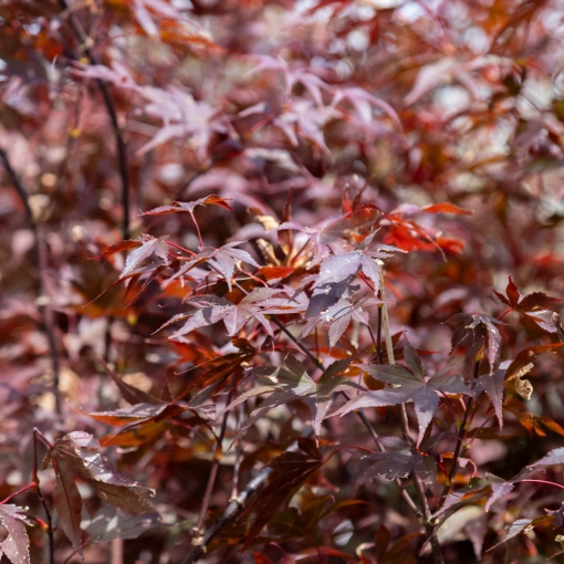 Mehrstämmige Bäume