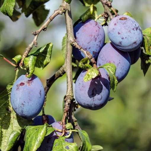 Prunus D. Czar