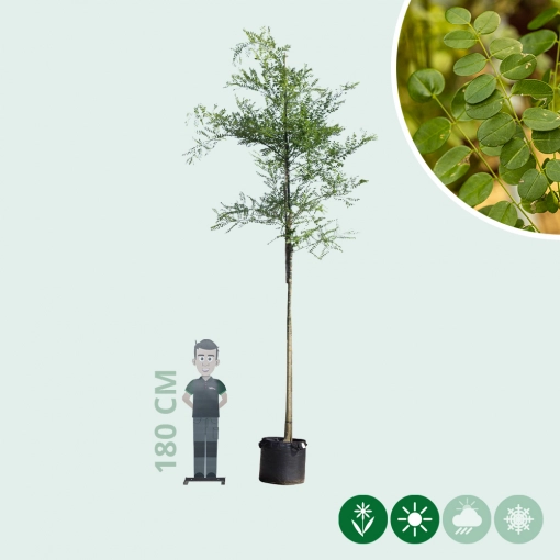 Schnurbaum