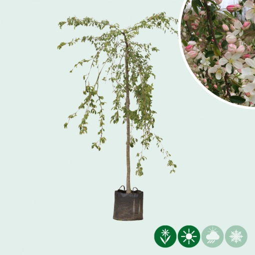 Grüner Hänge-Zierapfel