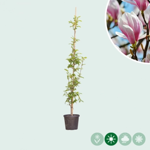 Magnolie 'Soulangeana'