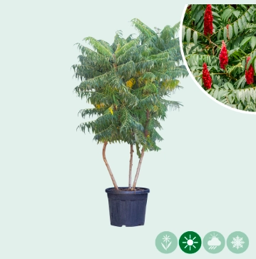 Essigbaum