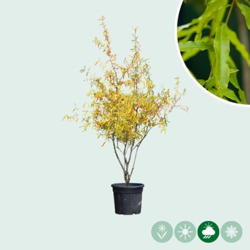 Weidenblättrige Eiche mehrstämmig