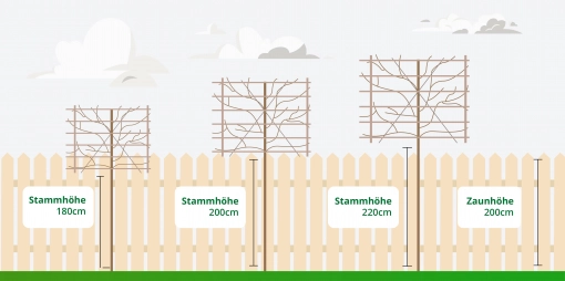 Obstbäume als Spalier
