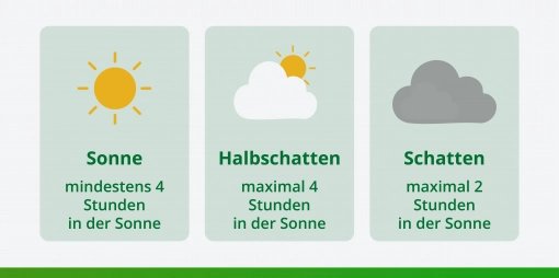 Konifere als Spalier