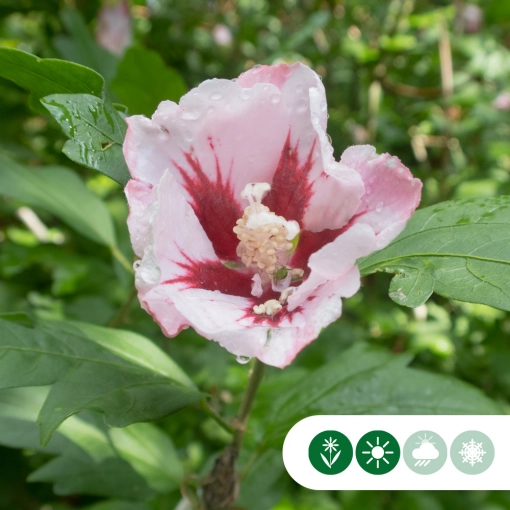 Hibiskus am Stamm kaufen Baumlieferservice.de