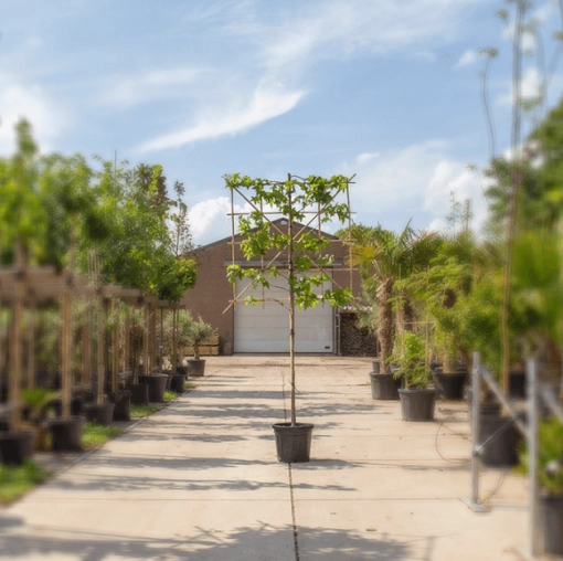 Suchen Sie den perfekten Baum für Ihren