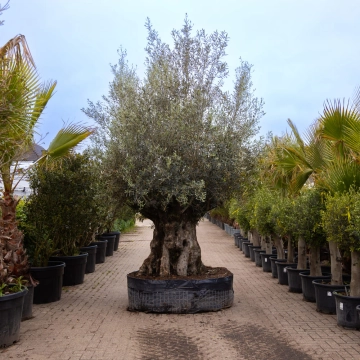 Olivenbaum 'Bonsai' #171