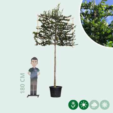 Hainbuche als Spalier ausgewaschen