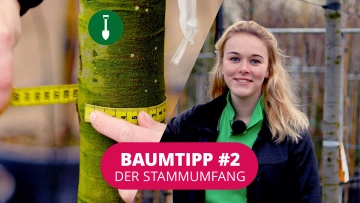 Baumtipp #2 Der Stammumfang