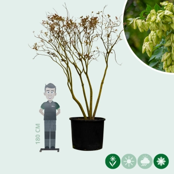 Blasenbaum mehrstämmig