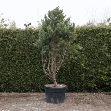 Waldkiefer Bonsai #77