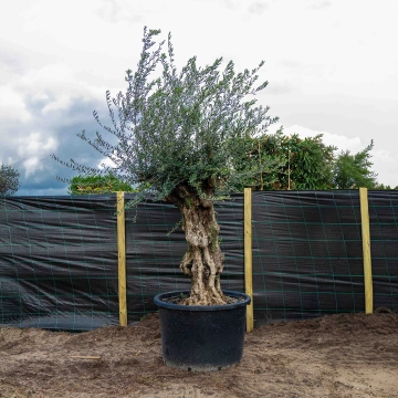 Olivenbaum 'Bonsai' #1