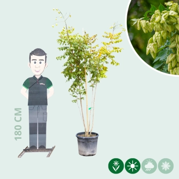 Blasenbaum mehrstämmig