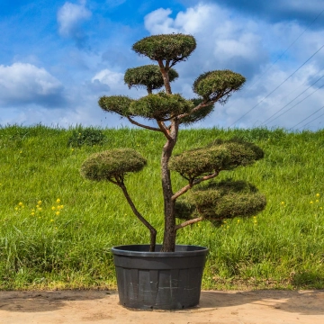 Waldkiefer Bonsai #139