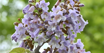 Welche Bäume haben blaue Blüten?