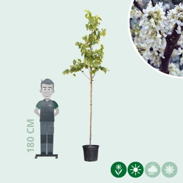 Judasbaum 'Texas White'