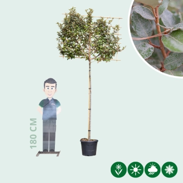 Ölweide Spalierbaum ausgewaschen