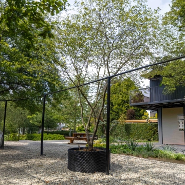 Mehrstämmige Felsenbirne #14