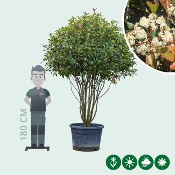 Glanzmispel-Kugel mehrstämmig ausgewachsen