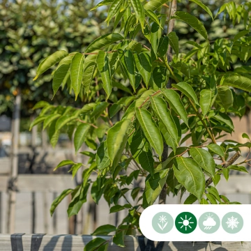 Bienenbaum mehrstämmig