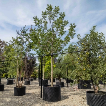 Echter Walnussbaum #21