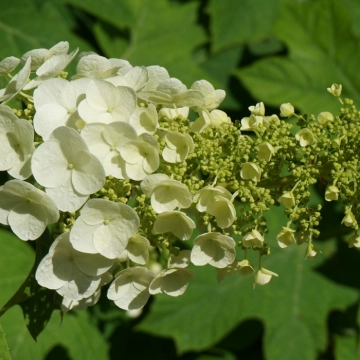 Eichenblatt hortensie