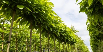 Alle Vor- und Nachteile der Kugelcatalpa
