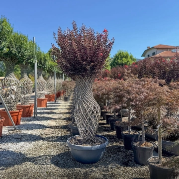 Lagerstroemia 'Black Diamond' Vasenform #184