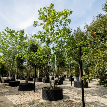 Amerikanische Roteiche #36