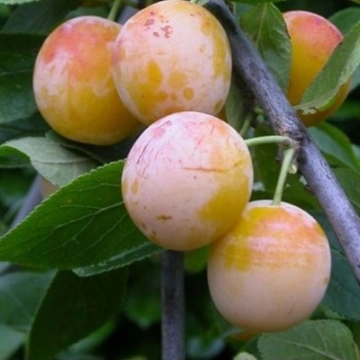 Prunus D. Mirabelle de Nancy