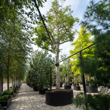 Echter Walnussbaum #16