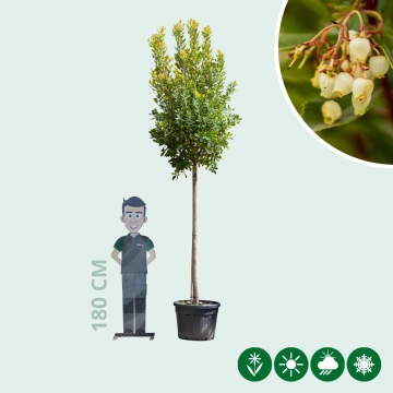 Erdbeerbaum