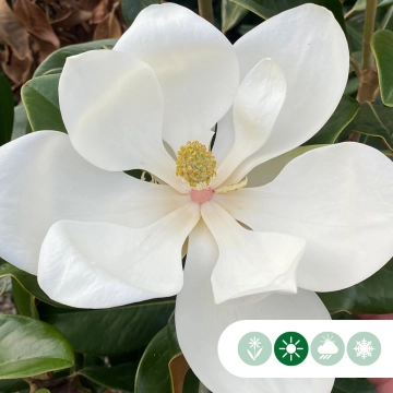 Magnolie grandiflora als Spalier