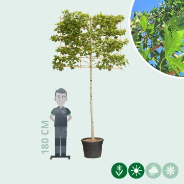 Amberbaum als Spalier Ausgewaschen