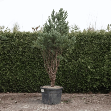 Waldkiefer Bonsai #76