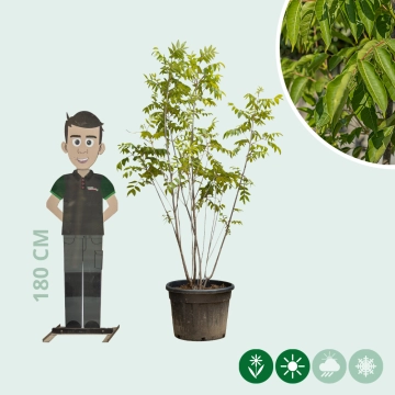 Bienenbaum mehrstämmig