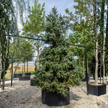 Serbische Fichte #112