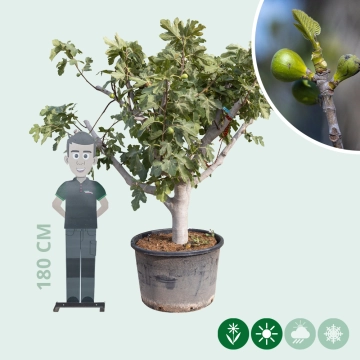 Feigenbaum 35/40 cm