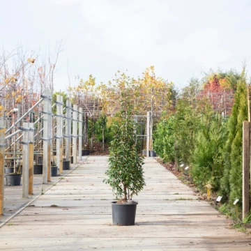 Portugiesische Lorbeerhecke