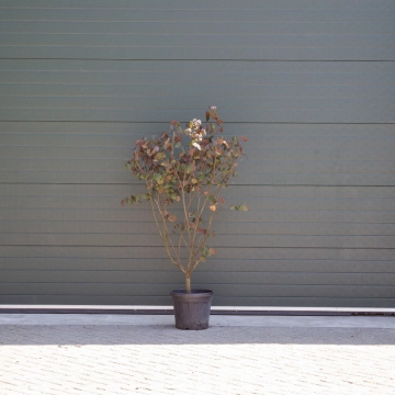 Judasbaum 'Forest Pansy' mehrstämmig