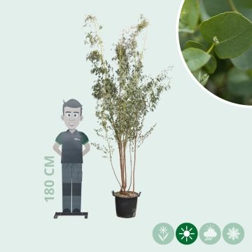 Eukalyptus mehrstämmig