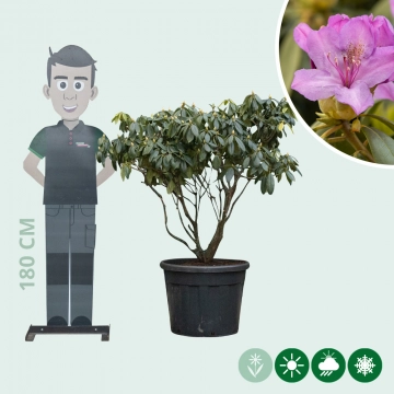 Rhododendron Catawbiense grandiflorum XXL