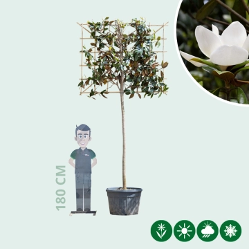 Magnolie grandiflora als Spalier