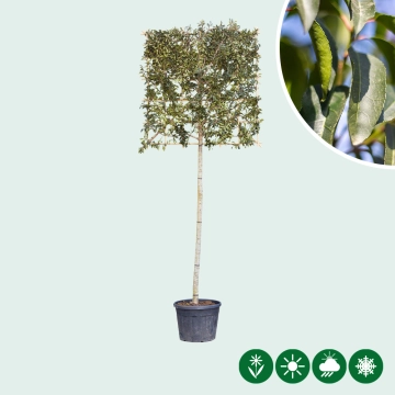 Portugiesischer Lorbeer als Spalierbaum