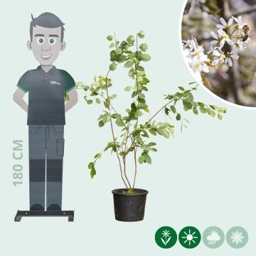 Mehrstämmige Felsenbirne