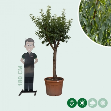 Mandelbaum ausgewachsen