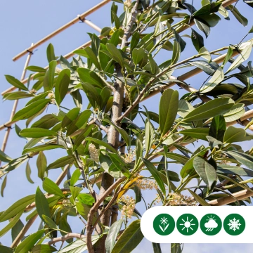 Was ist ein Spalierbaum?